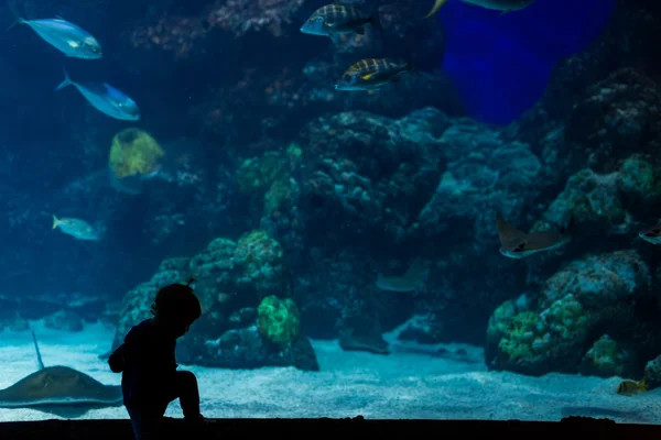 Pige lille barn på fisk akvarium - Stock-foto