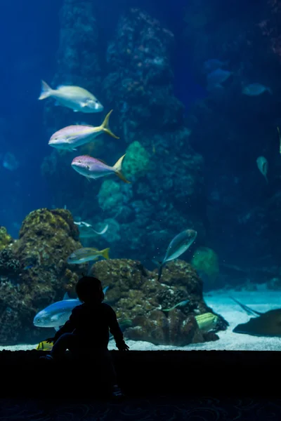 Girl toddler at fish aquarium — Stock Photo, Image