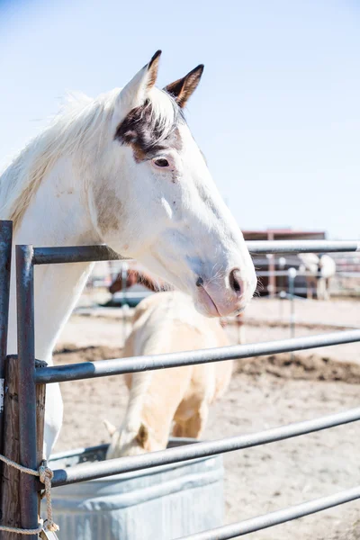 フェンスで白い馬 — ストック写真