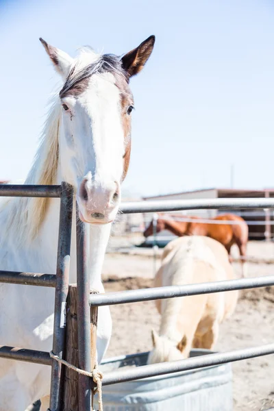 フェンスで白い馬 — ストック写真