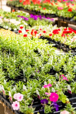 Bahçe Merkezi Görünümü