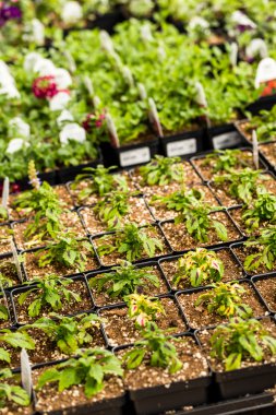 Bitkiler bahar satış