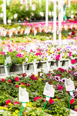 Bitkiler bahar satış