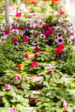 Bitkiler bahar satış