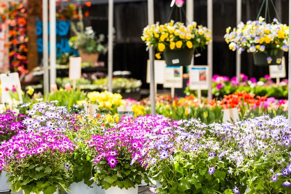 Plantas em venda Primavera — Fotografia de Stock