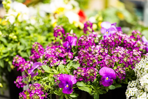 Plants on Spring sale — Stock Photo, Image