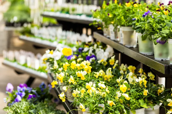 Plantas em venda Primavera — Fotografia de Stock