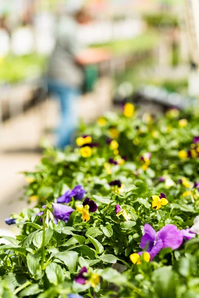 Plantas en venta de primavera — Foto de Stock