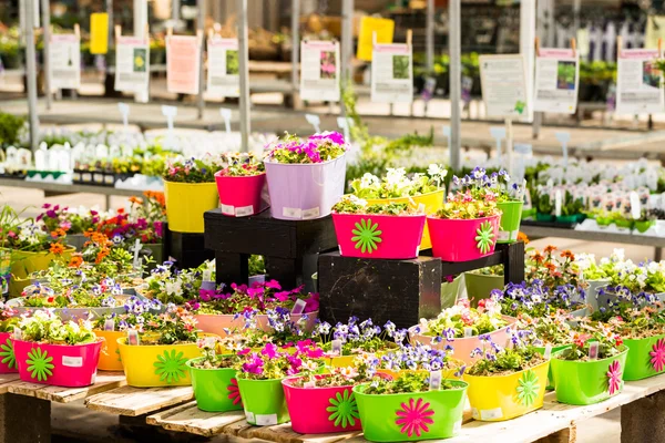 Plantas em venda Primavera — Fotografia de Stock