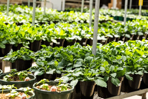 Plantas en venta de primavera — Foto de Stock