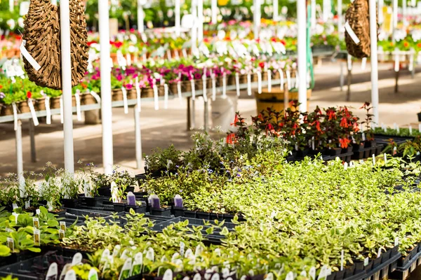 Plants on Spring sale — Stock Photo, Image