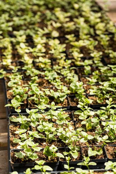 Plantas em venda Primavera — Fotografia de Stock