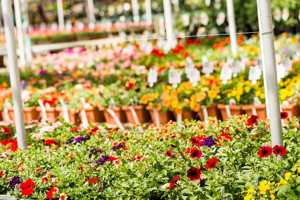 Plantas em venda Primavera — Fotografia de Stock