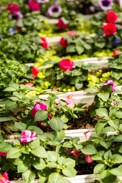 Plantas en venta de primavera — Foto de Stock