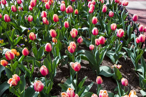 Vista tulipas florescentes — Fotografia de Stock