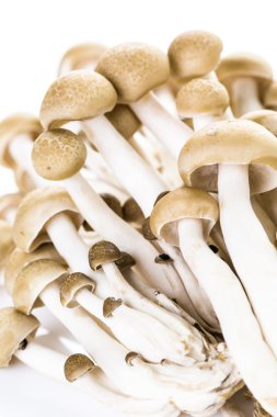 kahverengi kayın mantar