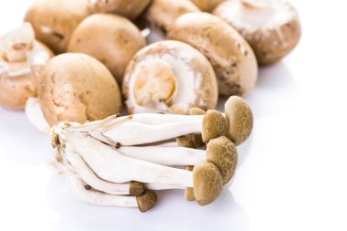 Bebeği bella mantar