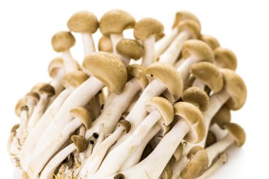 kahverengi kayın mantar