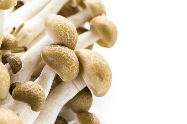 kahverengi kayın mantar