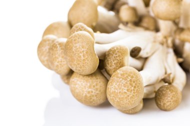 kahverengi kayın mantar