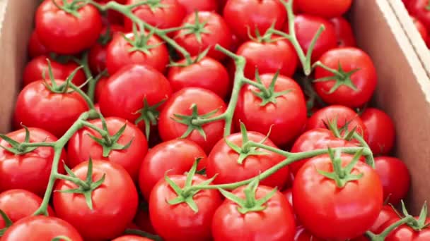 夏の農家でトマトを販売します。 — ストック動画