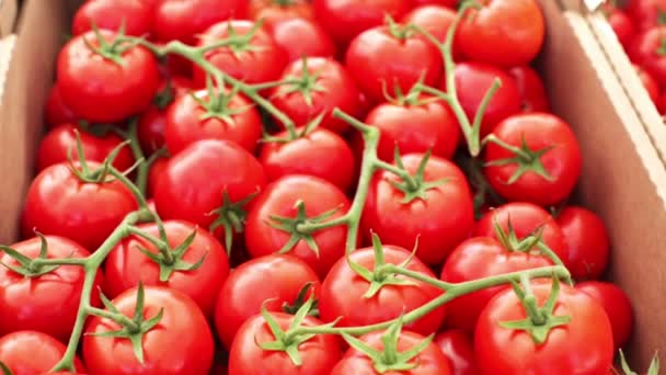 Tomatoes at Summer farmers market — Stock Video