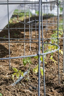 Kentsel Bahçe Manzaralı 