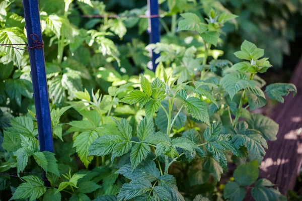 覆盆子植物丝束 — 图库照片