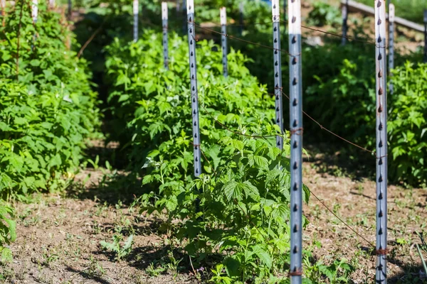 Tow of raspberry plants — Stock Photo, Image