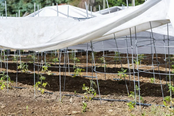 Tomates cobertos de jardim urbano — Fotografia de Stock