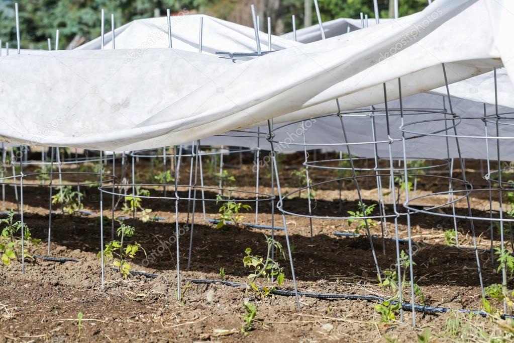 Tomatoes covered in Urban garden