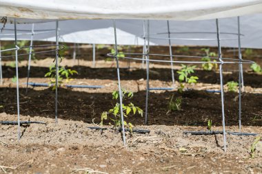 Kentsel bahçede domates