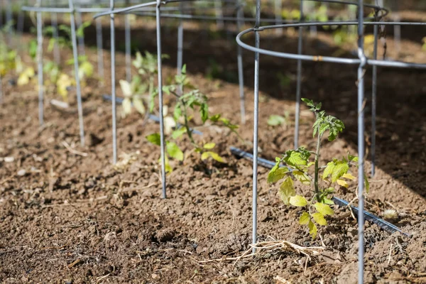 Tomates en Urban garden — Foto de Stock