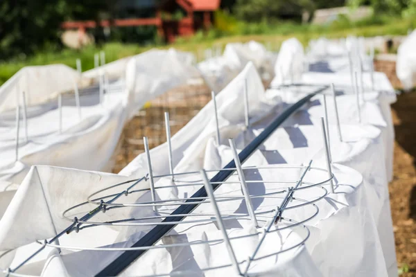 Tomaten im städtischen Garten — Stockfoto