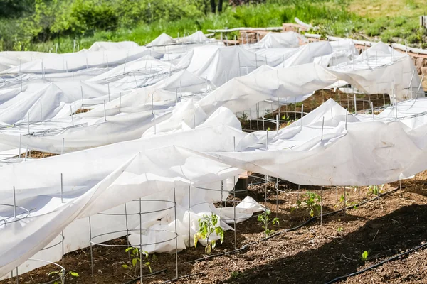 Tomates dans le jardin urbain — Photo