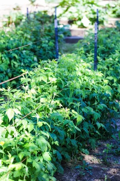 Tow of raspberry plants — Stock Photo, Image