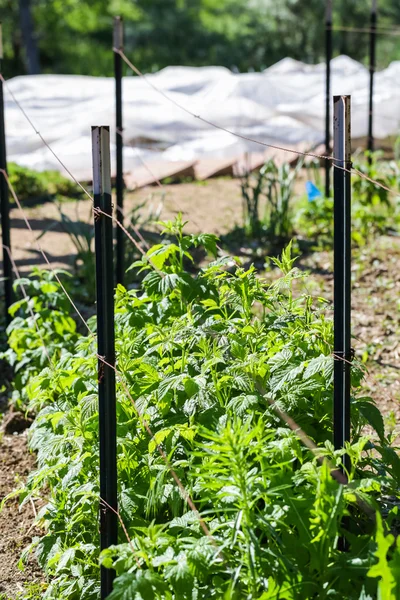 Tow of raspberry plants — Stock Photo, Image