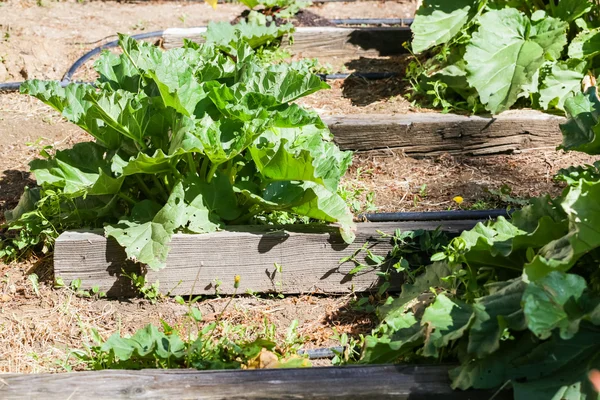 Planting in urban garden. — Stock Photo, Image