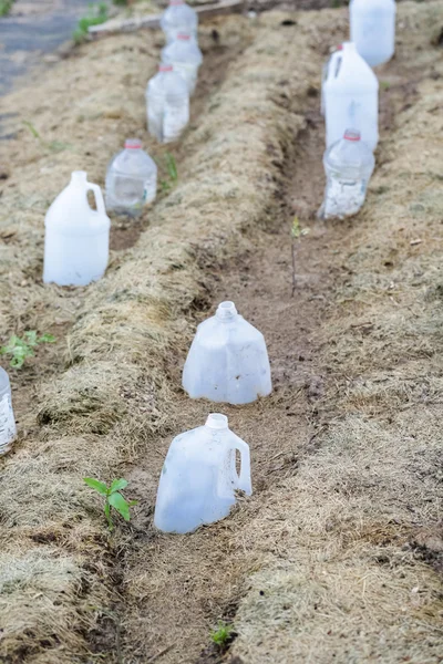 Planting in urban garden. — Stock Photo, Image