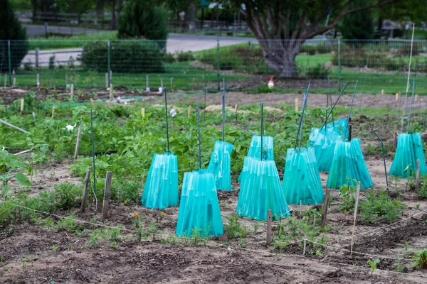 planting in urban garden.