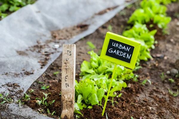 Vista del jardín urbano — Foto de Stock