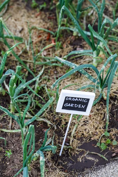 Urban garden view — Stock Photo, Image