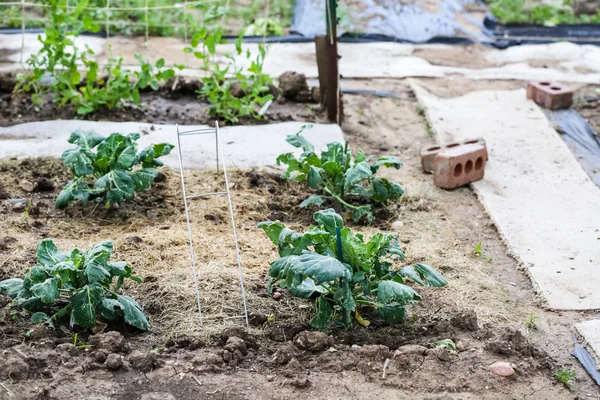 Vue jardin urbain — Photo