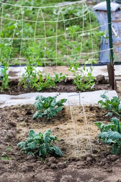 Vue jardin urbain — Photo