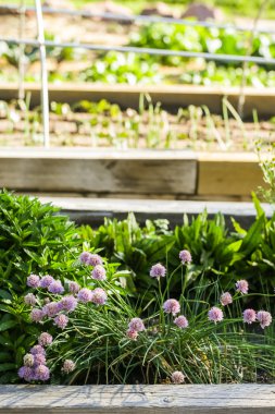 Mor çiçek açan çiçekler, Scabiosa