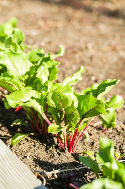 kentsel sebze bahçesi.