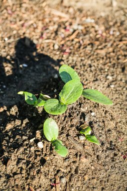 kentsel sebze bahçesi.