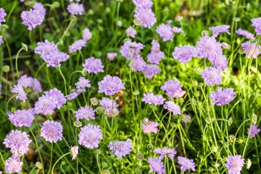 Scabiosa mor çiçekler açan
