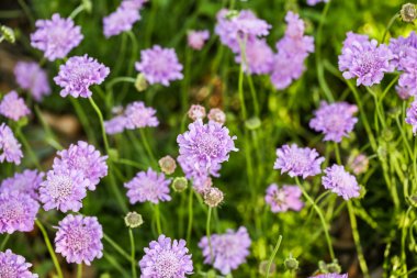 Scabiosa mor çiçekler açan