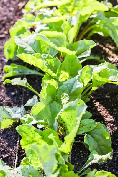 Städtischer Gemüsegarten. — Stockfoto